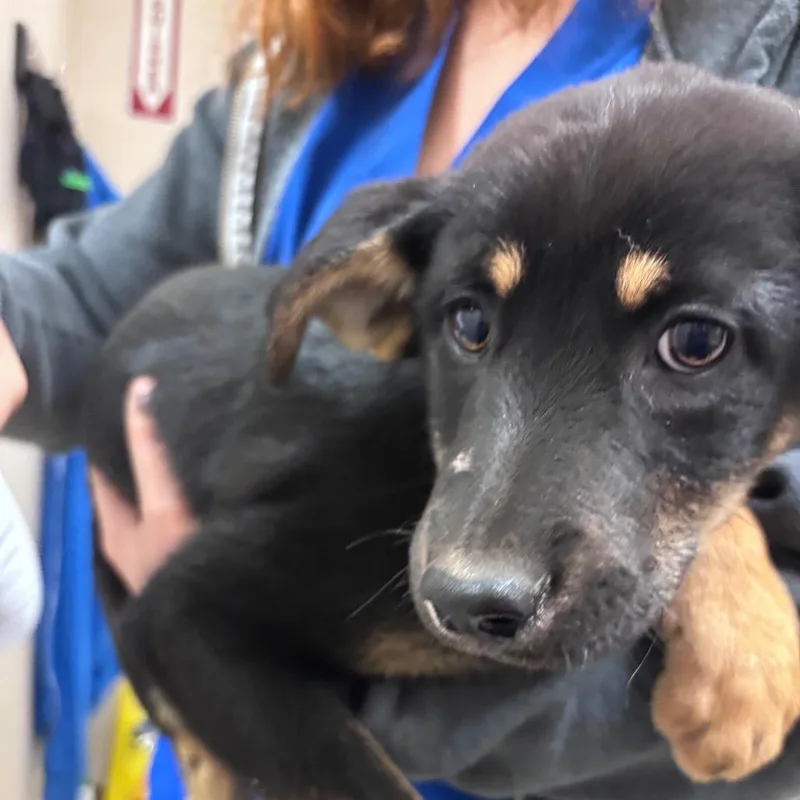 A baby small-sized male Black German Shepherd Dog dog named Pigpen for adoption in Santa Barbara, CA