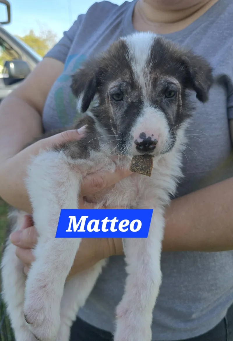 Matteo