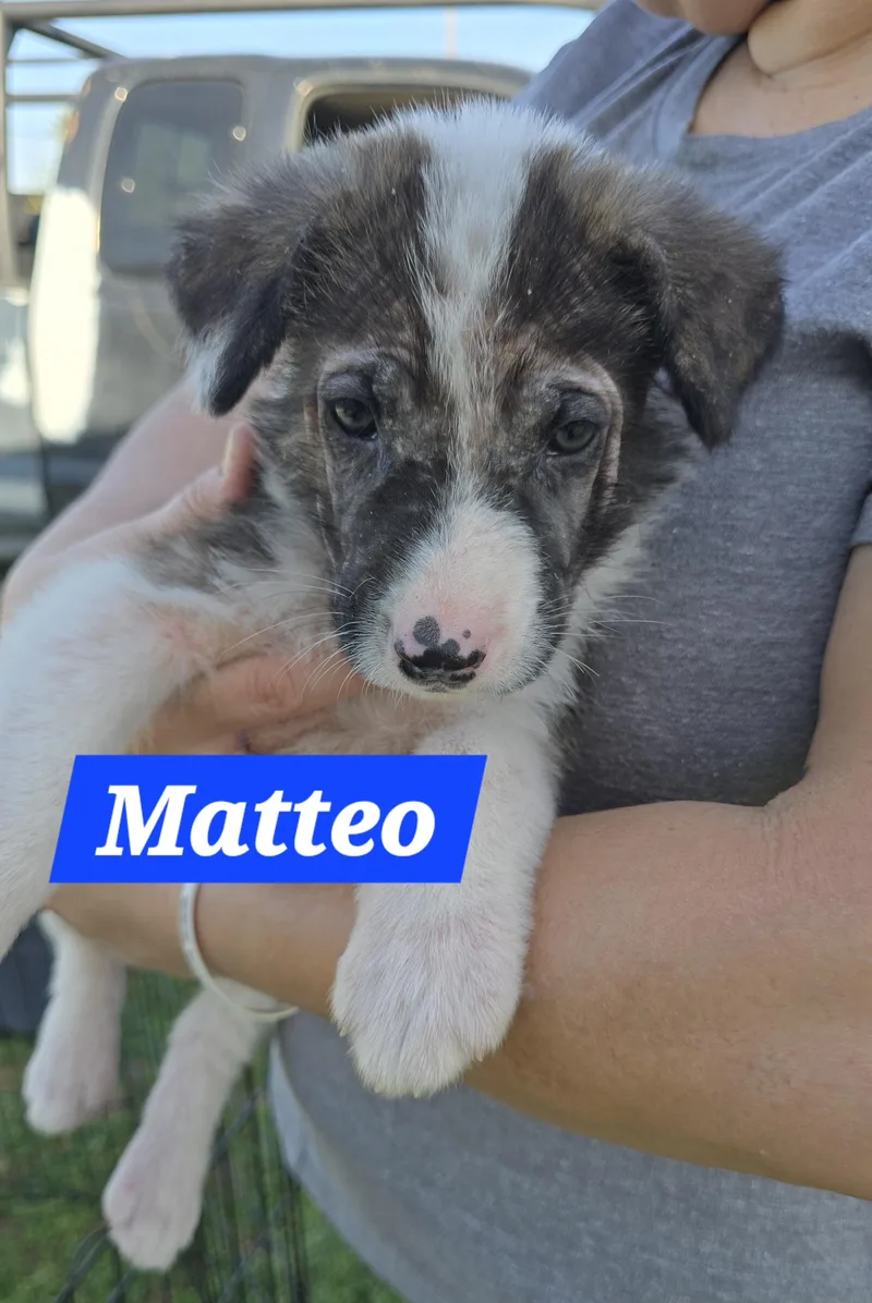 Matteo thumbnail 3