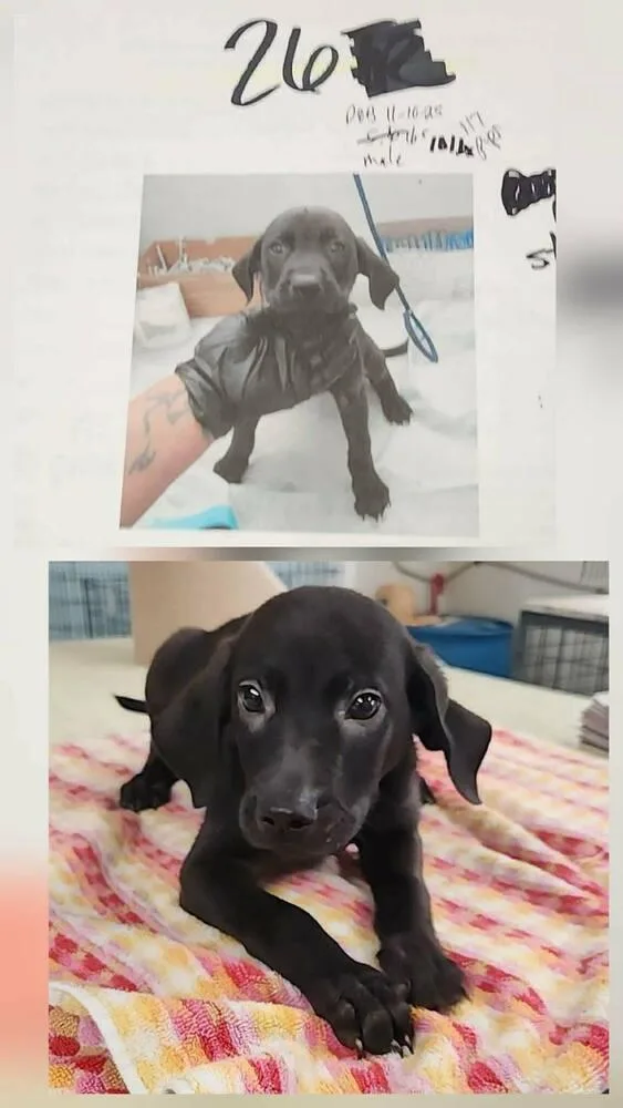 Benjamin thumbnail 4