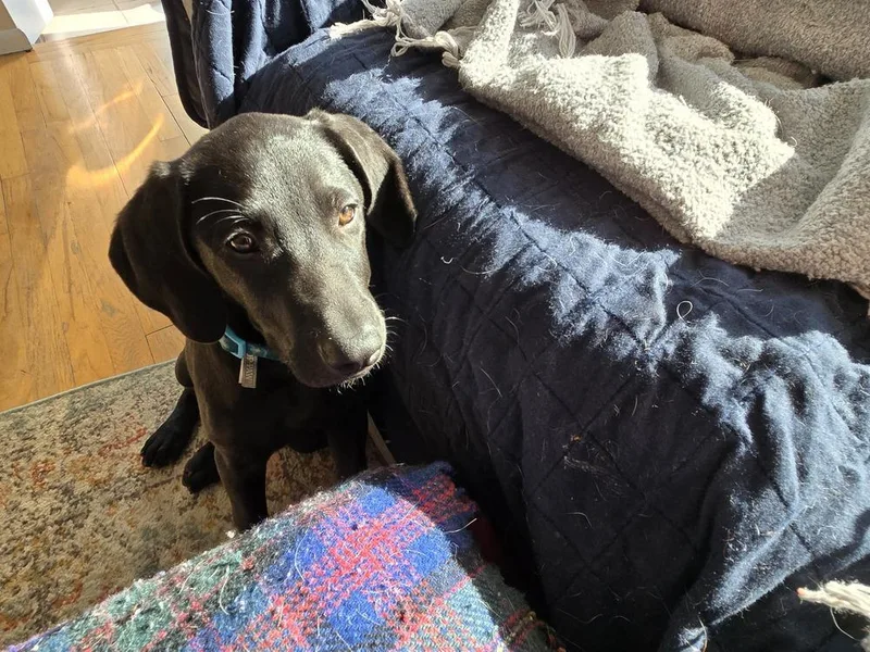 Benjamin thumbnail 5