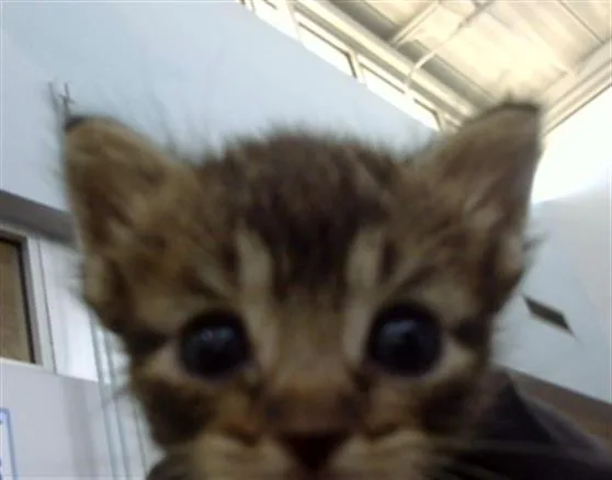 A baby medium-sized male Domestic Long Hair cat named November for adoption in Dallas, TX