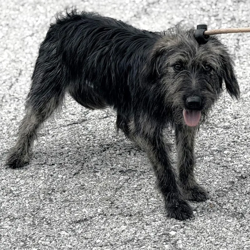 An adult small-sized female Black Wirehaired Terrier dog named Fringe for adoption in Warrensburg, MO