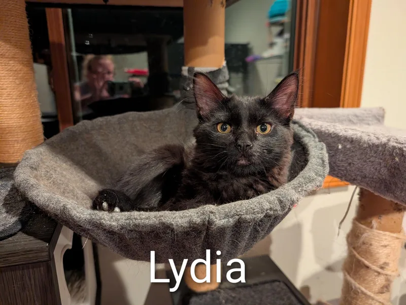 Lydia  Ssb thumbnail 2