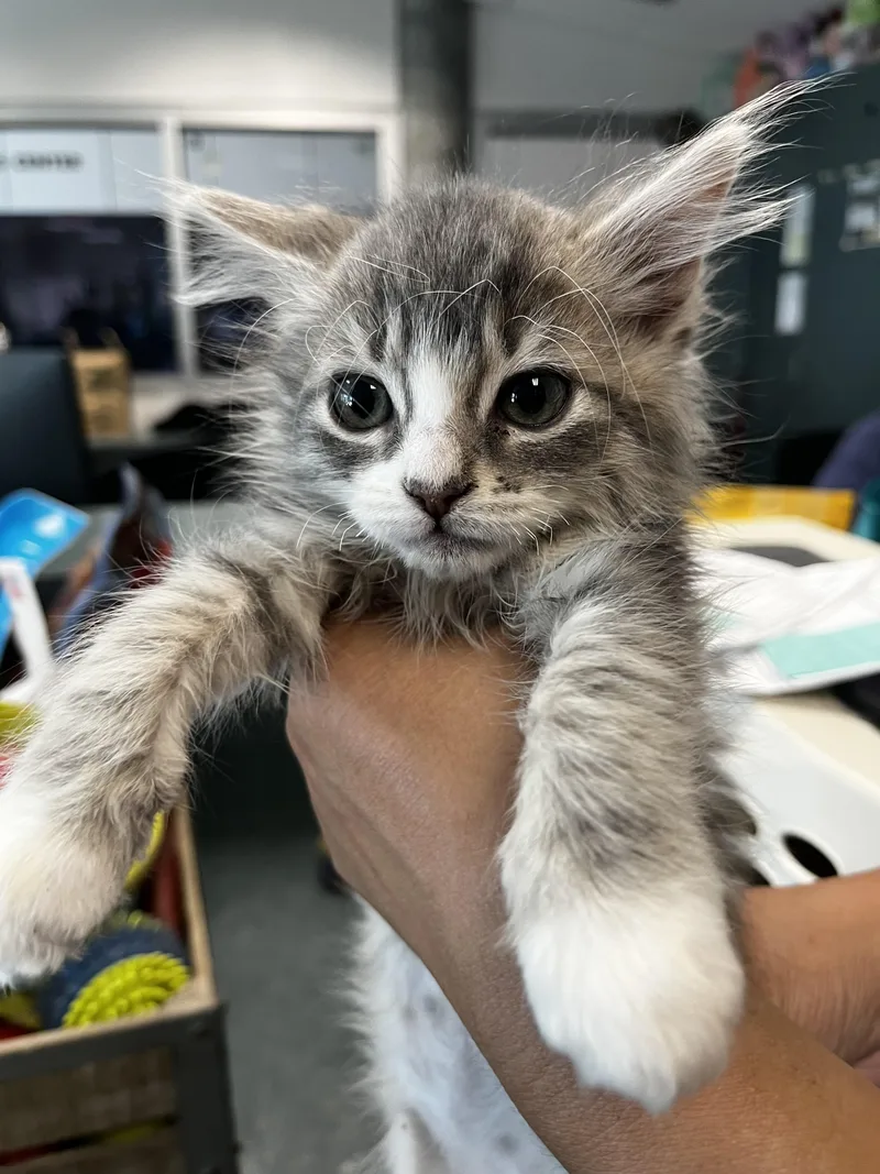 A baby small-sized female Domestic Short Hair cat named Edith for adoption in Chatsworth, CA