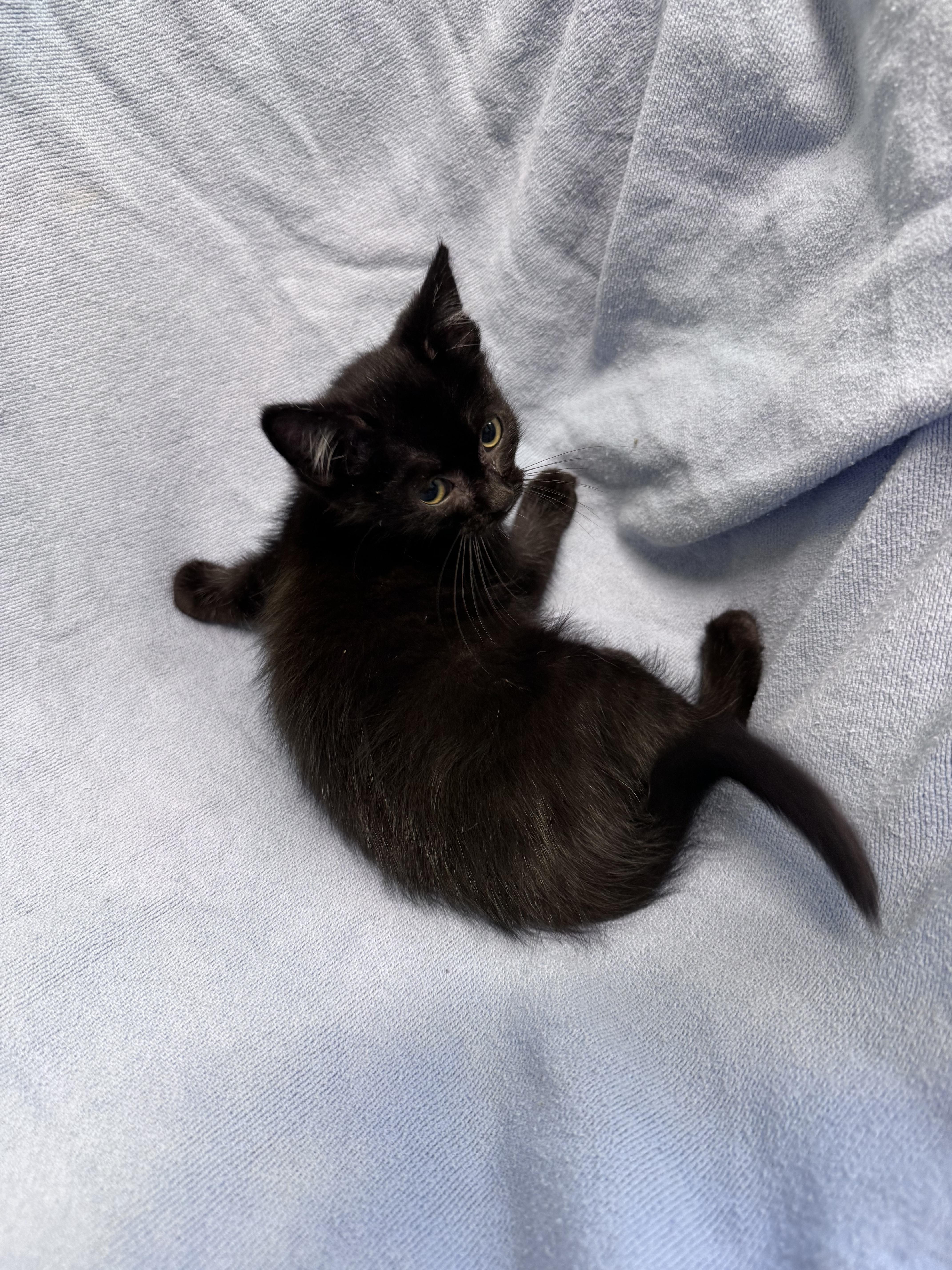 A baby medium-sized female Black Domestic Short Hair cat named Timber for adoption in Yorkville, IL