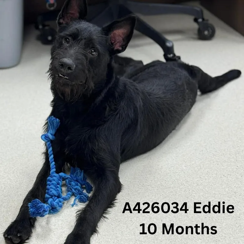 Eddie thumbnail 2