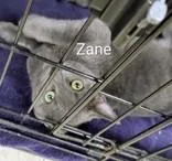 Zane