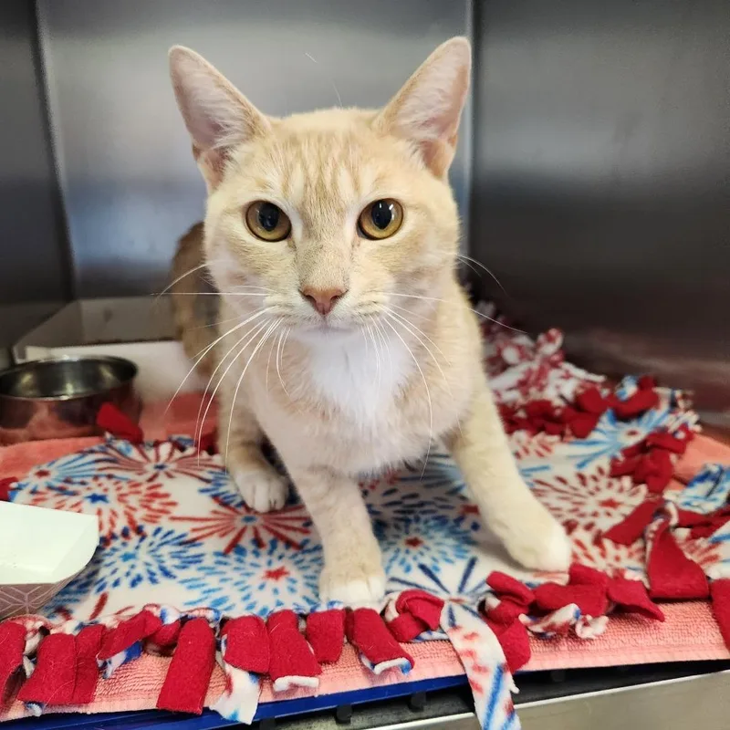 A young medium-sized male Cream / Ivory Domestic Short Hair cat named Chevy for adoption in Naples, FL