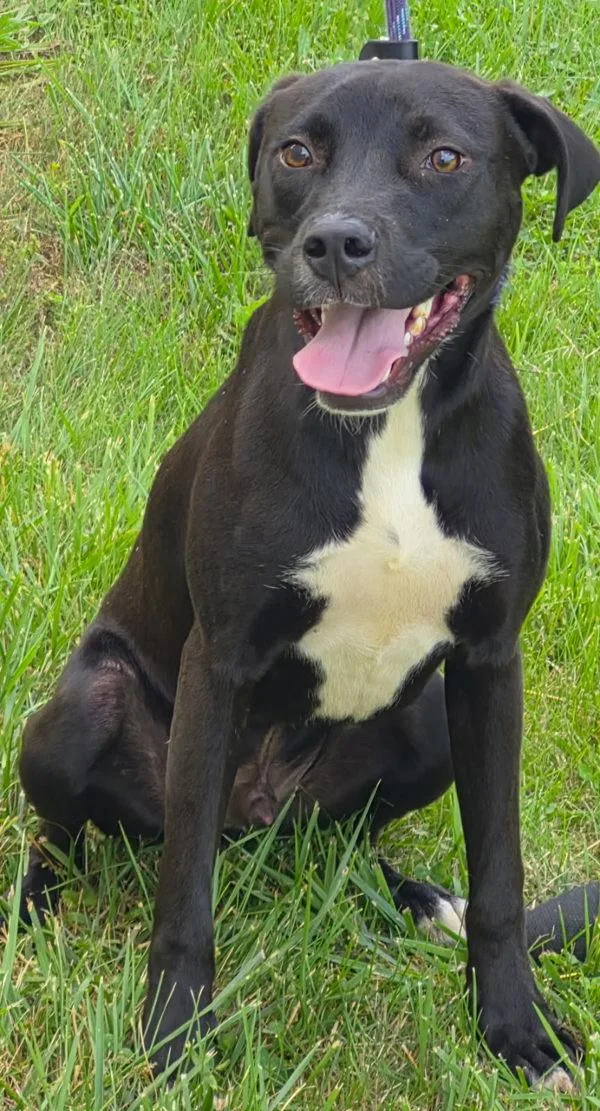 An adult large-sized male Labrador Retriever dog named Jennings for adoption in Morristown, TN