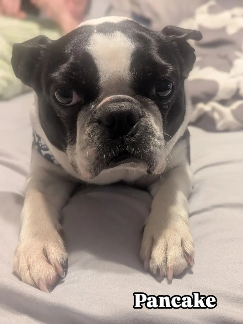 An adult medium-sized female Boston Terrier dog named Pancake for adoption in Havertown, PA
