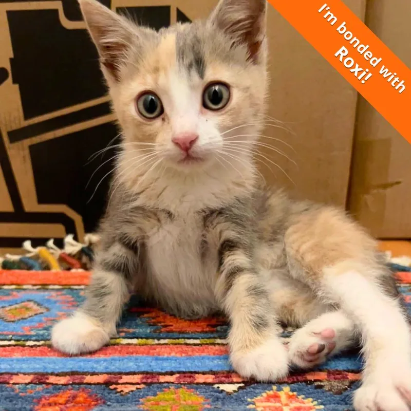 A baby small-sized female Calico Domestic Short Hair cat named Ramona for adoption in Pleasant Hill, CA
