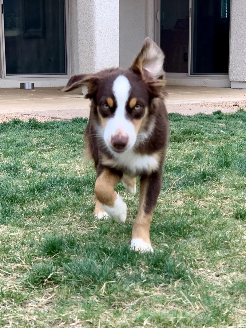 A baby small-sized male Red / Chestnut / Orange Australian Shepherd dog named Wilder month for adoption in Oro Valley, AZ