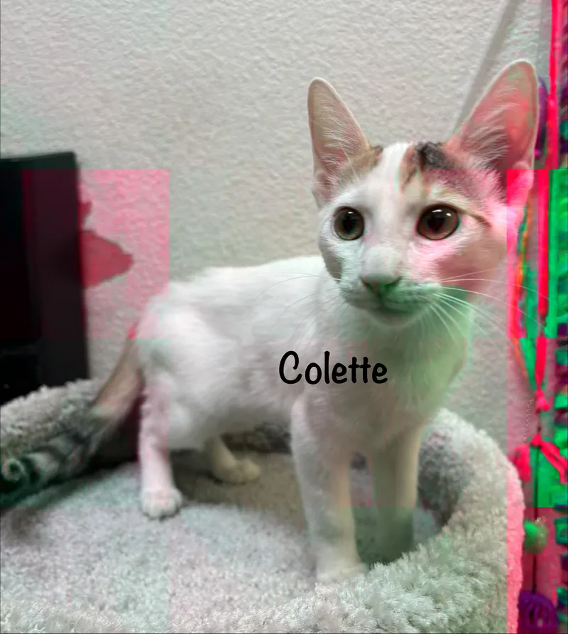 A young medium-sized female White Turkish Van cat named Colette for adoption in Phoenix, AZ