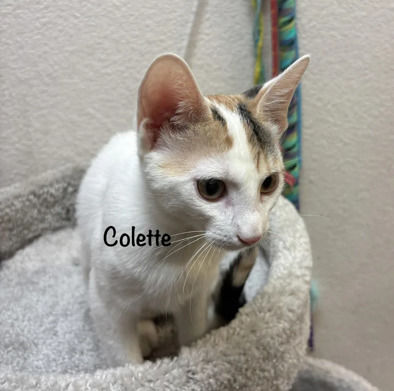 Colette thumbnail 2