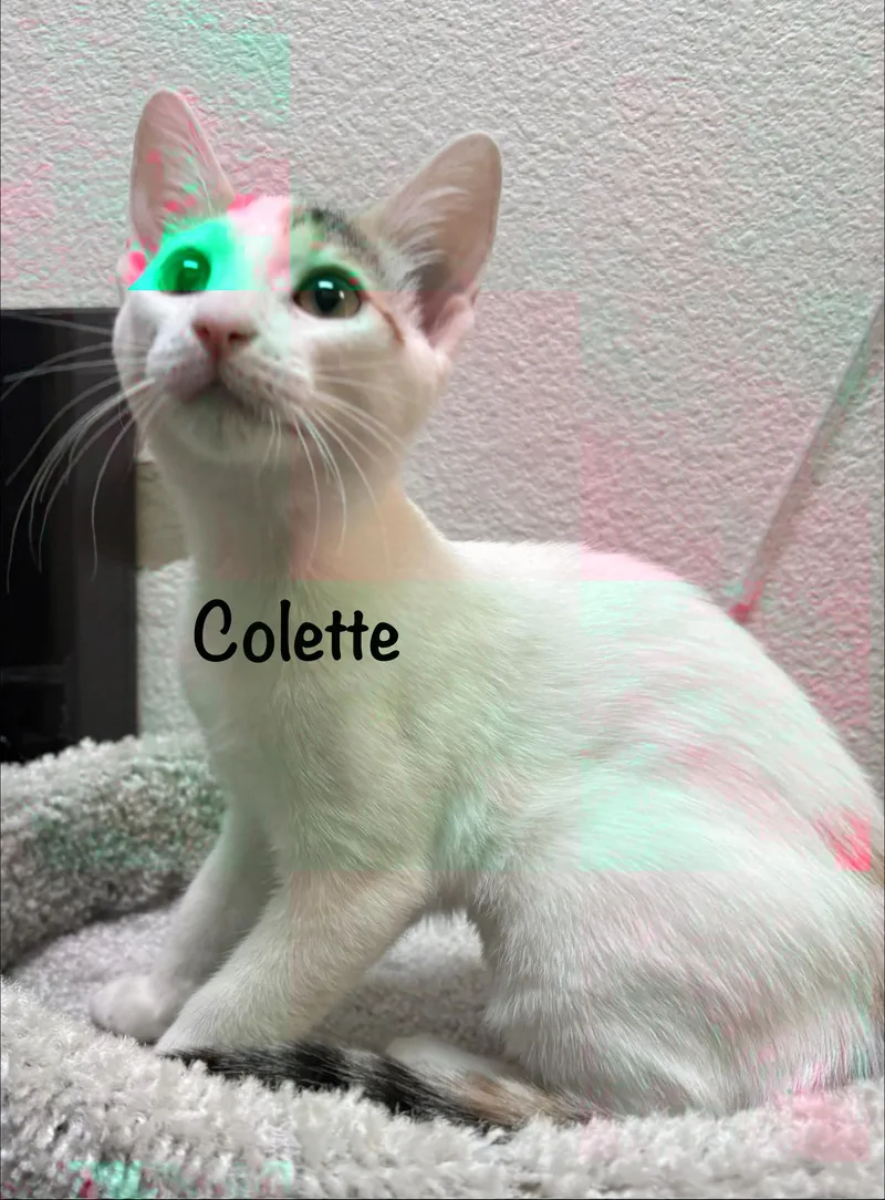 Colette thumbnail 3