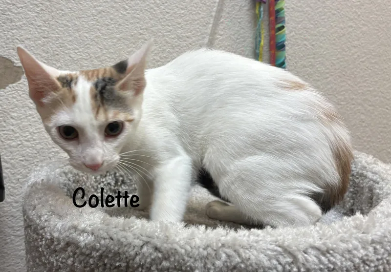 Colette thumbnail 4