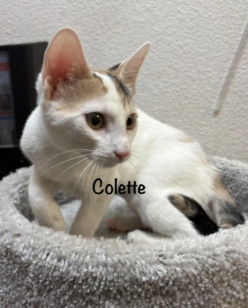 Colette thumbnail 5