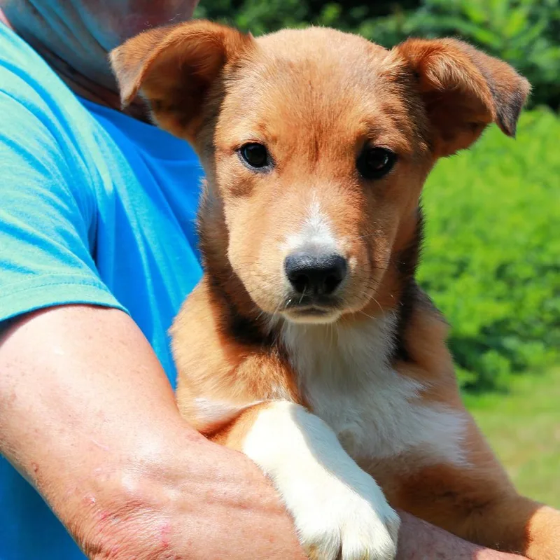 A baby large-sized female Black Shepherd dog named CT Josephine for adoption in Stormville, NY