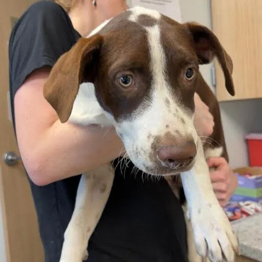 A baby medium-sized male Brown / Chocolate Terrier dog named Buck for adoption in Marshall, TX