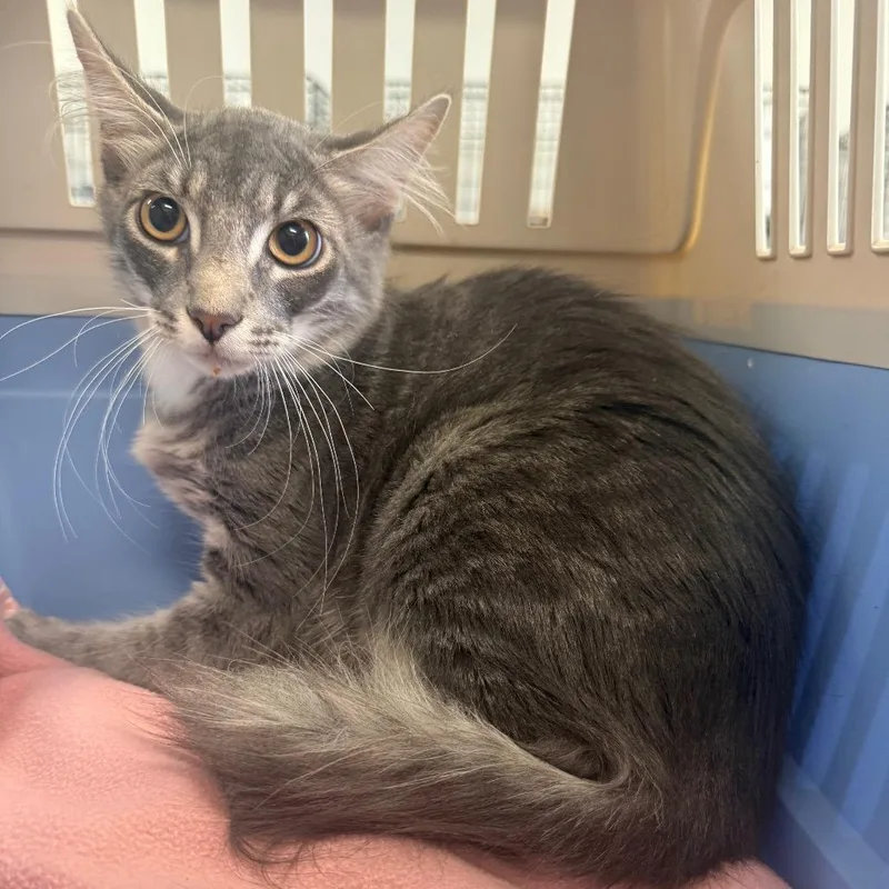 A baby medium-sized male Gray / Blue / Silver Domestic Short Hair cat named Yacht for adoption in Houston, TX