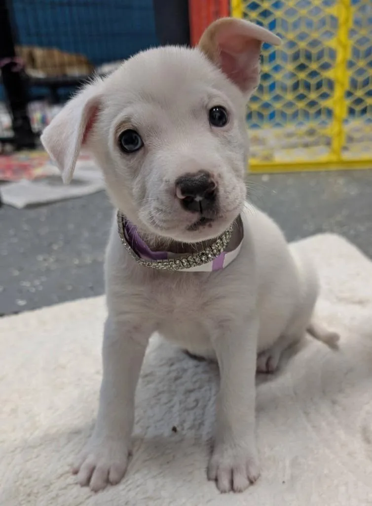 Penny