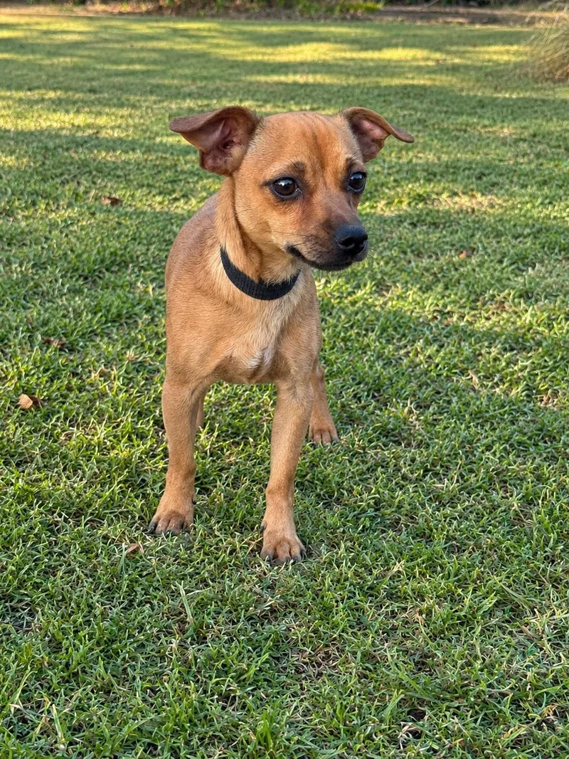 An adult small-sized male Chihuahua dog named Lorenzo for adoption in Helotes, TX