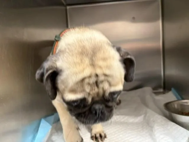 A young small-sized male Pug dog named Coco for adoption in Olivehurst, CA