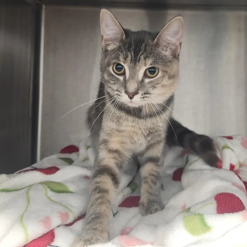 A baby small-sized female Brown / Chocolate Domestic Short Hair cat named Oscar for adoption in Fort Wayne, IN