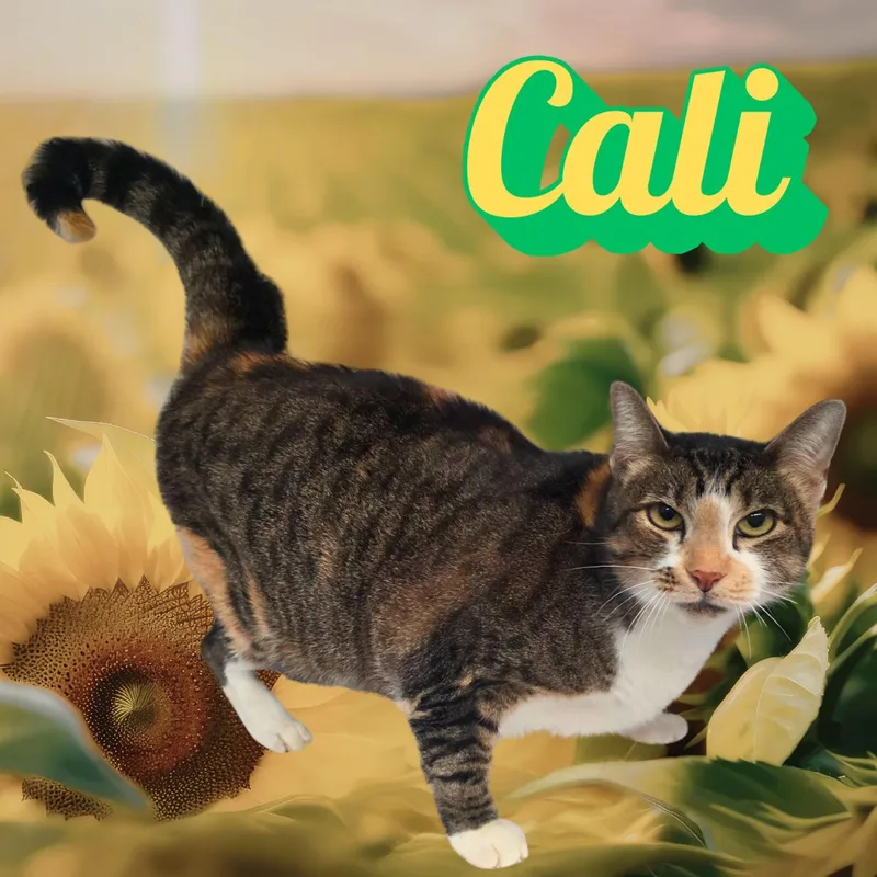 An adult large-sized female Domestic Short Hair cat named Cali for adoption in South Padre Island, TX