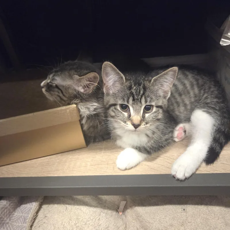 A baby small-sized female Gray / Blue / Silver Domestic Short Hair cat named Porchini for adoption in Fairfax Station, VA