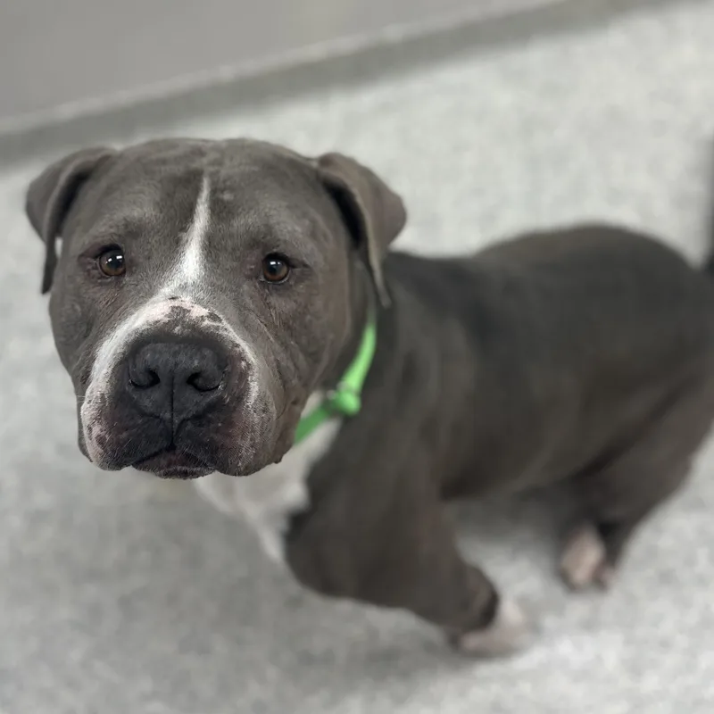 Undertaker thumbnail 4