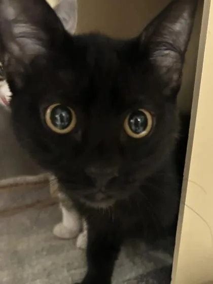 A baby medium-sized male Domestic Short Hair cat named Lancaster for adoption in Picayune, MS
