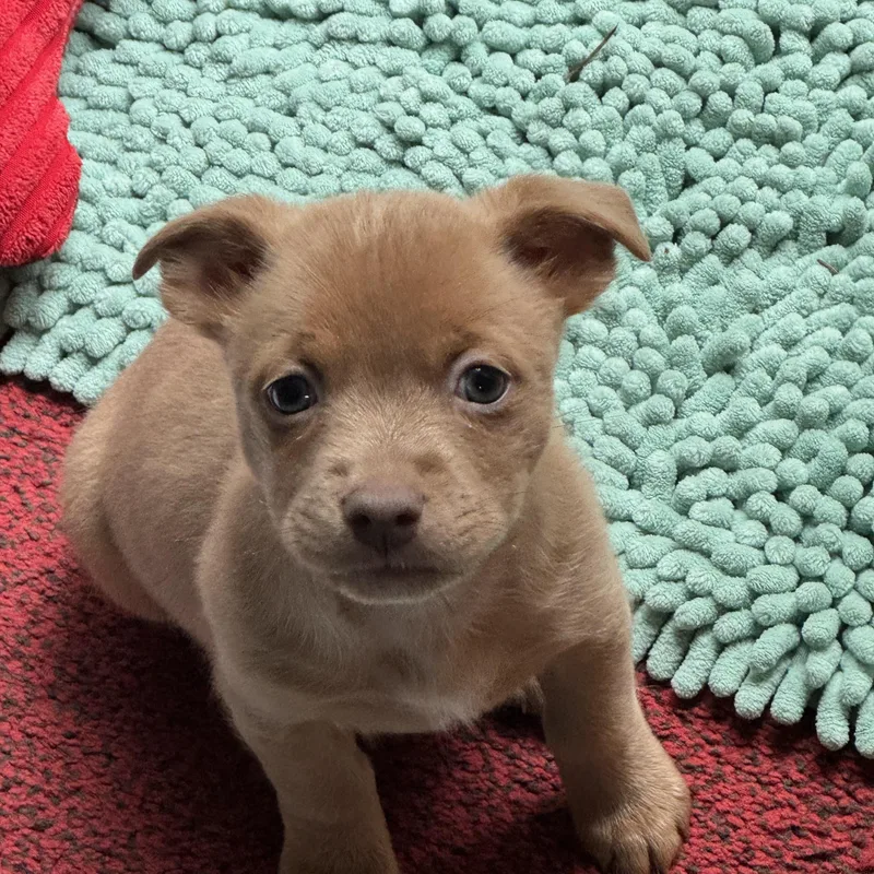 A baby small-sized female Golden Chihuahua dog named Sangria for adoption in Lacey, WA
