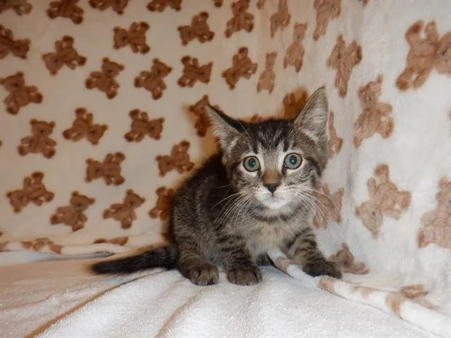 A baby small-sized female Domestic Short Hair cat named Sierra for adoption in San Jose, CA