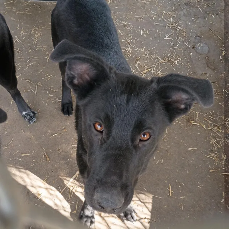A young medium-sized male Black Labrador Retriever dog named Sam Winchester D for adoption in Corsicana, TX