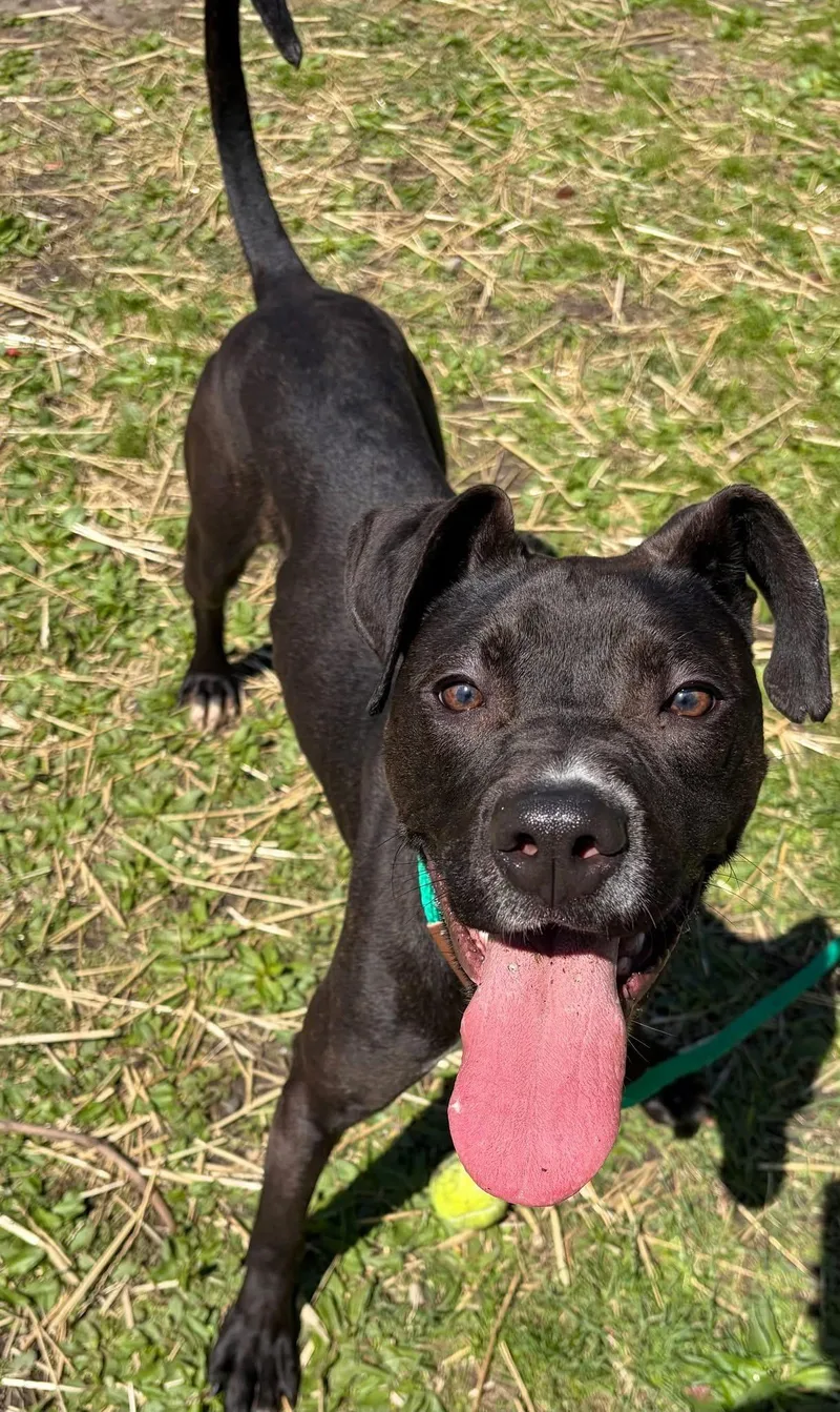 A young medium-sized male Black Pit Bull Terrier dog named Hurk for adoption in Chicago, IL