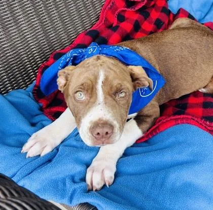A young medium-sized male Pit Bull Terrier dog named Squiggy $ for adoption in Seneca, SC