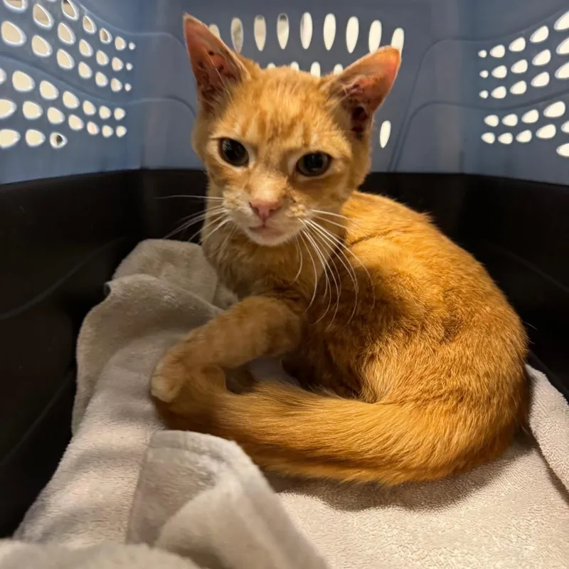 A young medium-sized male Orange / Red Domestic Short Hair cat named Ryomen for adoption in York, PA