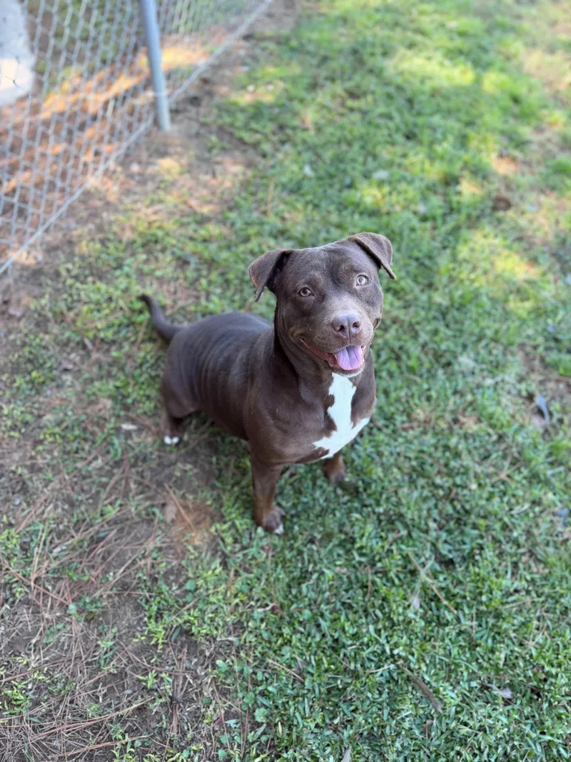 An adult large-sized female Mixed Breed dog named Squirrel for adoption in Summerdale, AL