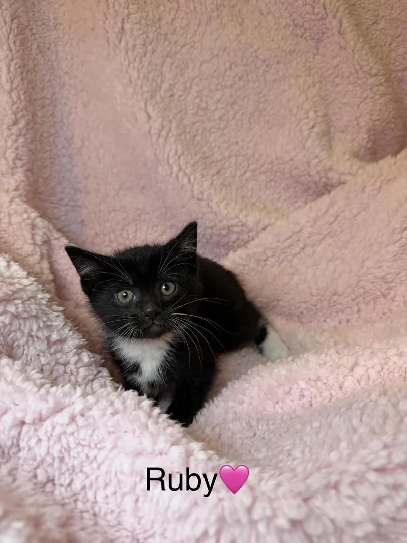 A baby medium-sized female Black & White / Tuxedo Domestic Short Hair cat named Ruby for adoption in Copley, OH