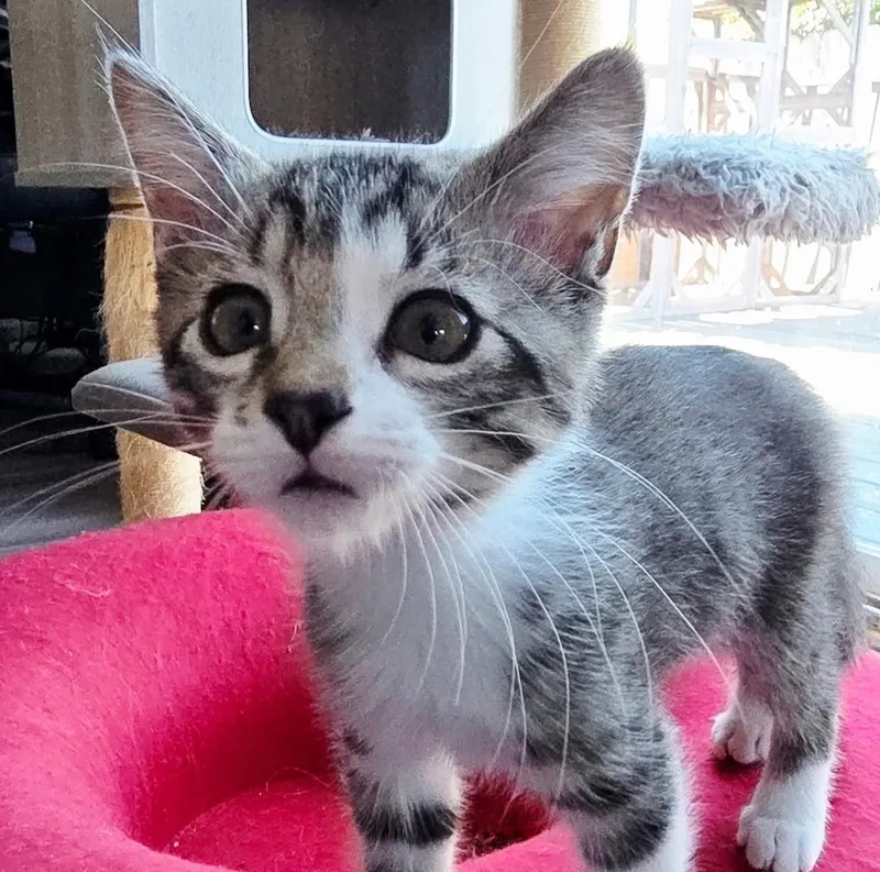 A young large-sized male Tabby (Gray / Blue / Silver) Tabby cat named Jon Snow for adoption in Greenfield, CA