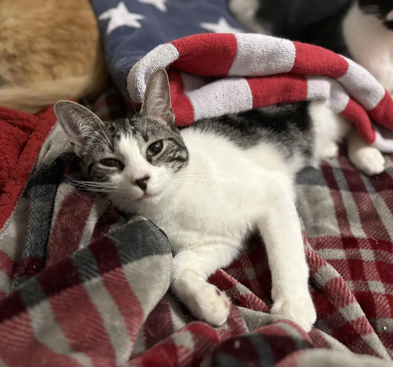 Diplodocus thumbnail 2