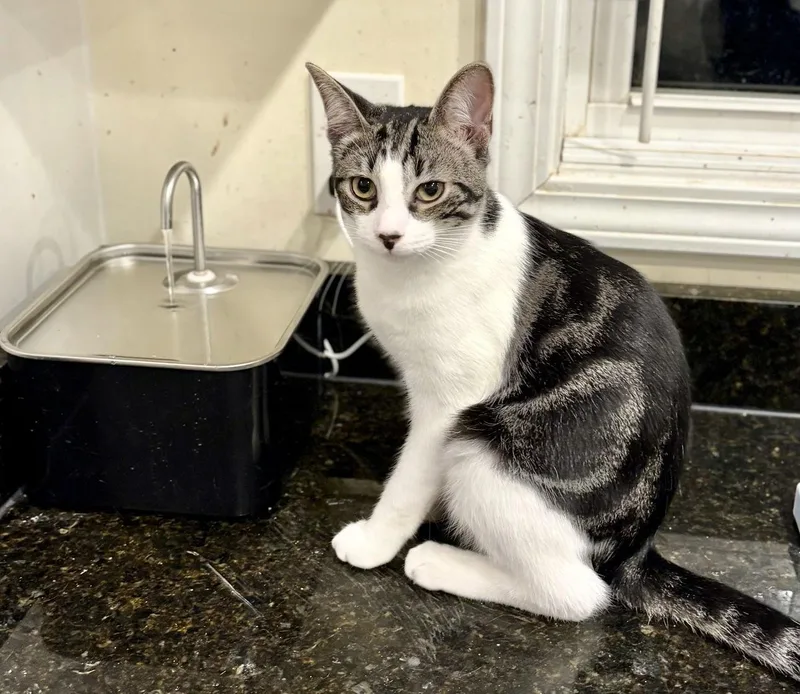 Diplodocus thumbnail 3