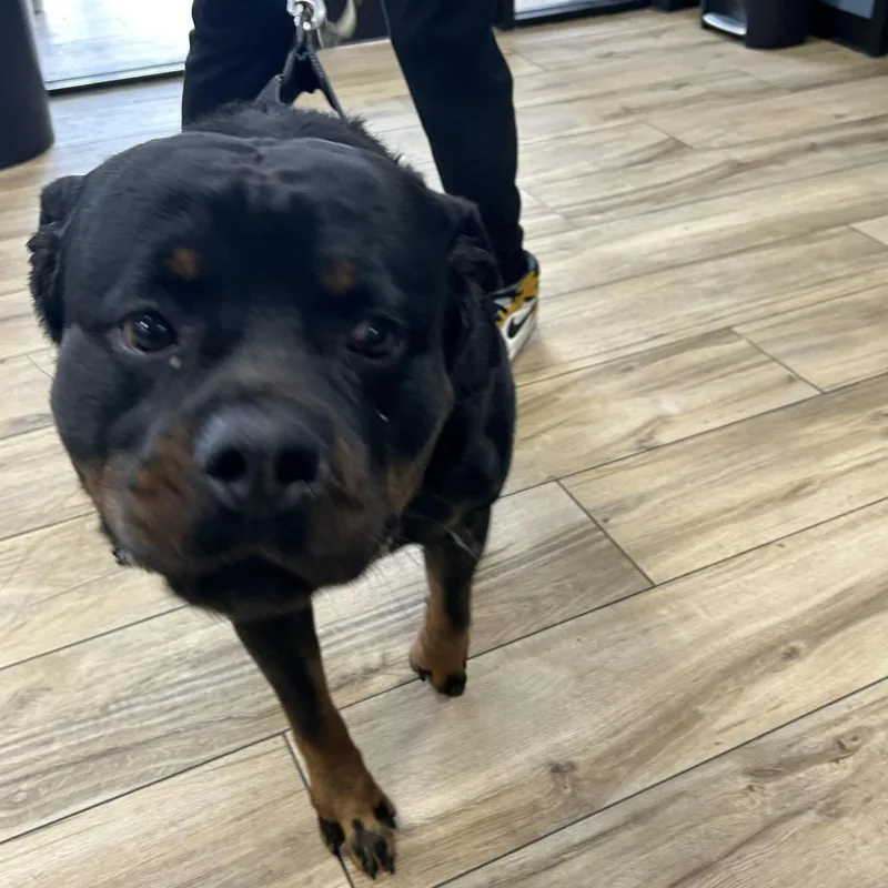 An adult extra large-sized male Black Rottweiler dog named Ruger for adoption in Weimar, CA
