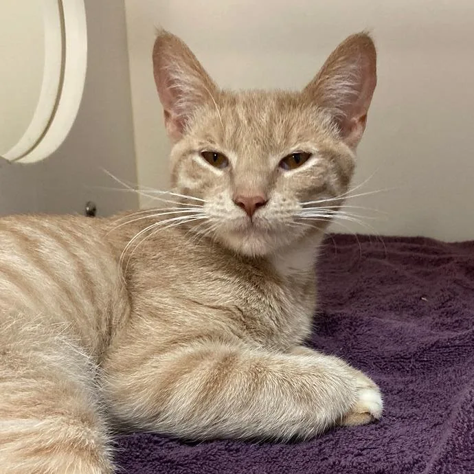 An adult medium-sized male Orange / Red Domestic Short Hair cat named Dotson for adoption in Philadelphia, PA