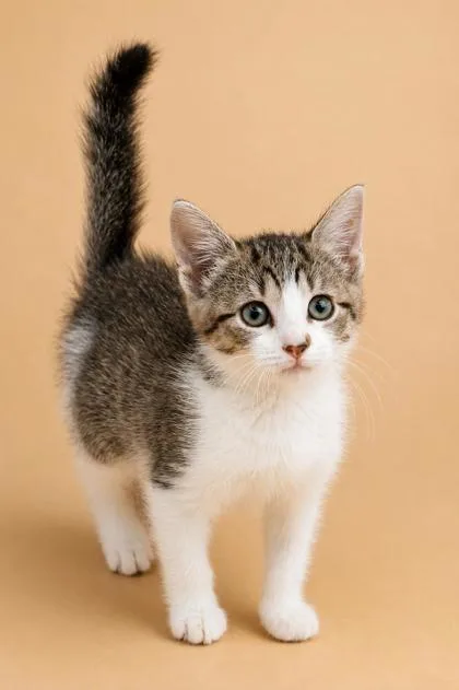 A young small-sized female Domestic Short Hair cat named Ranch for adoption in Dahlonega, GA