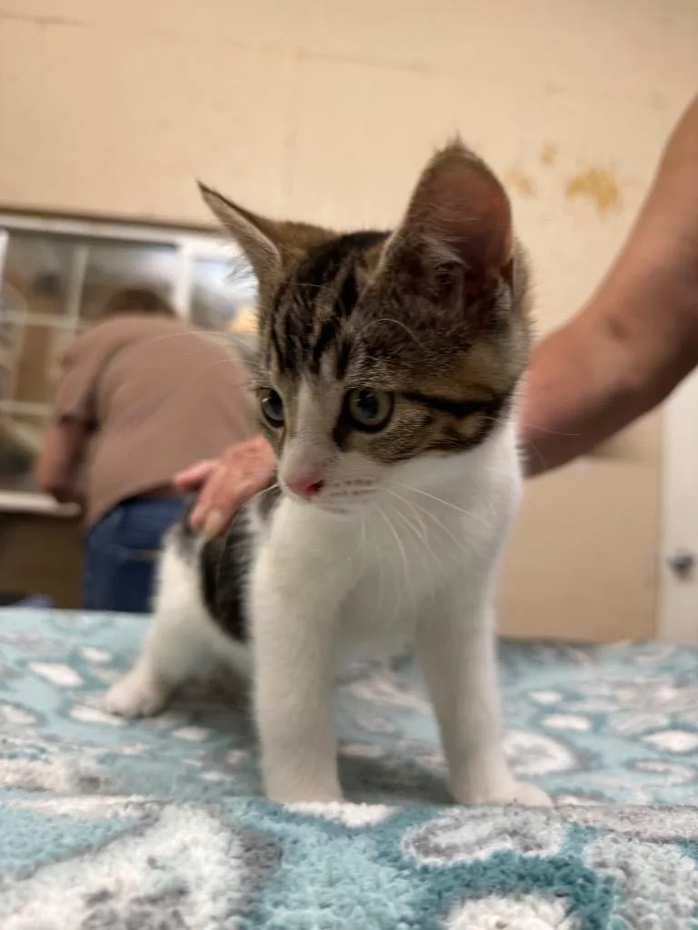 A young small-sized male Domestic Short Hair cat named Stag for adoption in Sherwood, OR