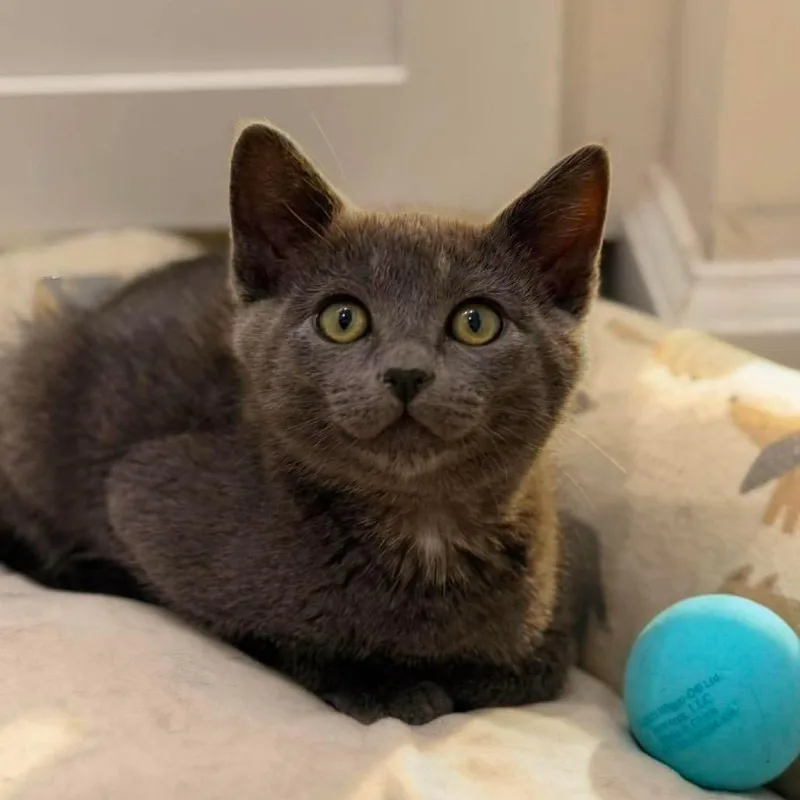 A baby small-sized male Gray / Blue / Silver Domestic Short Hair cat named Piston for adoption in Nampa, ID