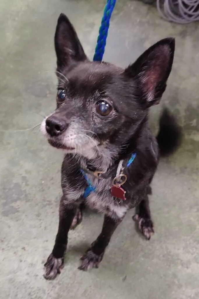 An adult medium-sized male Black Chihuahua dog named Brutus for adoption in Fruit Heights, UT